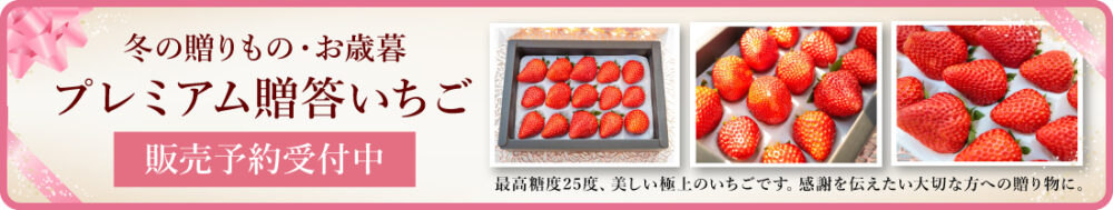 プレミアム贈答いちご販売